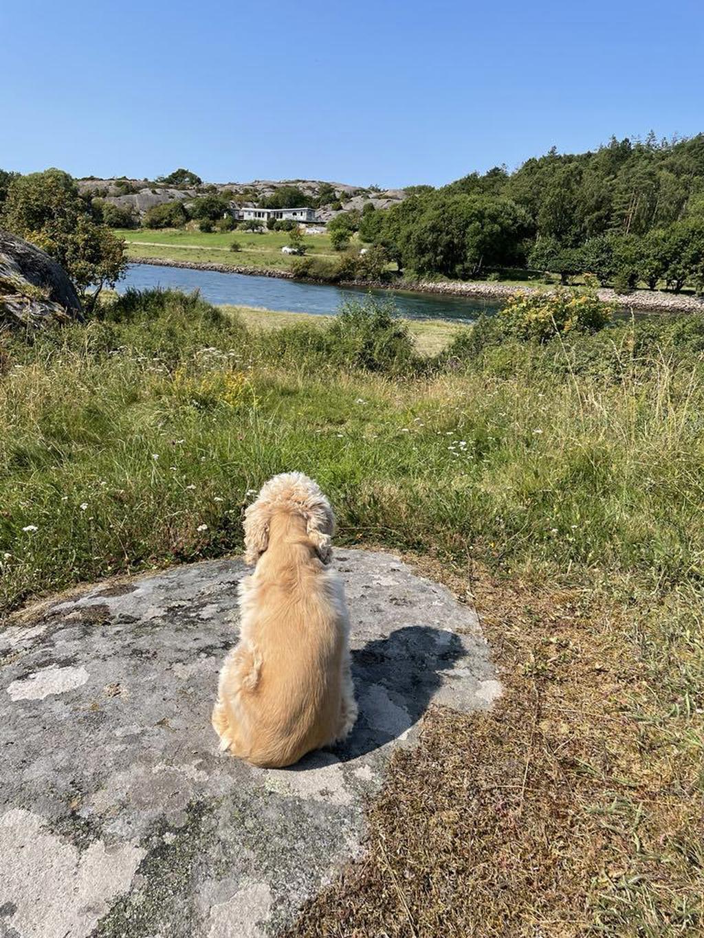 Säljarens bild
