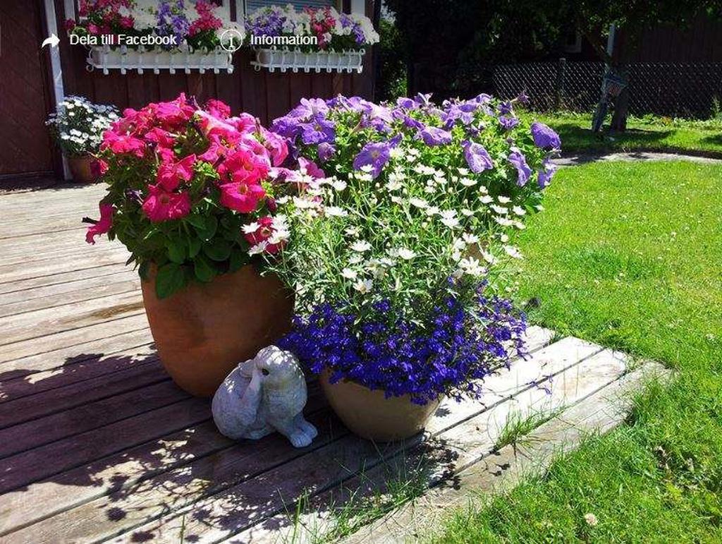 Blommor - Säljarens egna bild.