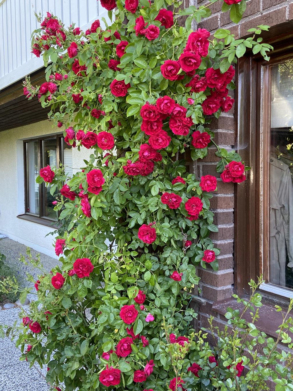 Säljarens egna  sommarbilder 