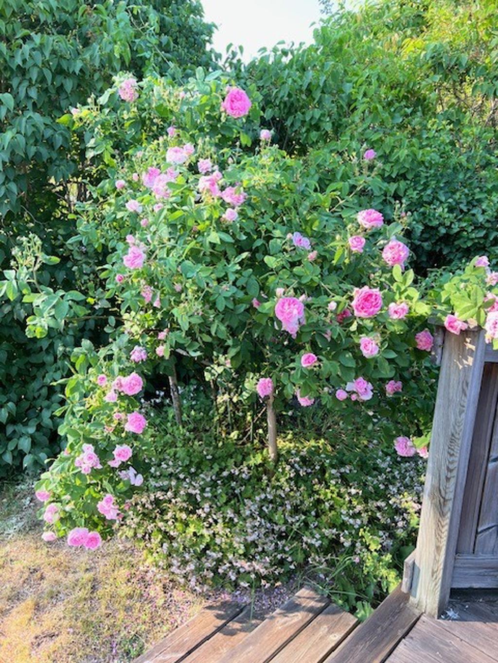 Säljarens egna  sommarbilder 