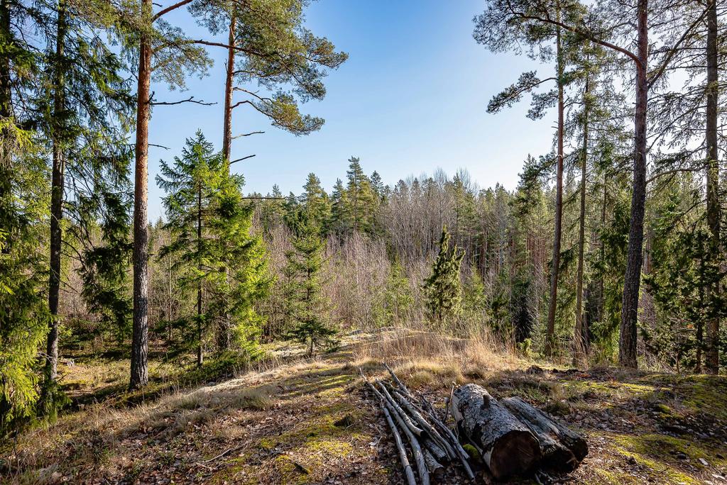 Skog så långt ögat kan nå när man blickar ut från berget!