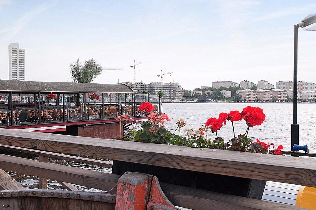 Pampas  Marina