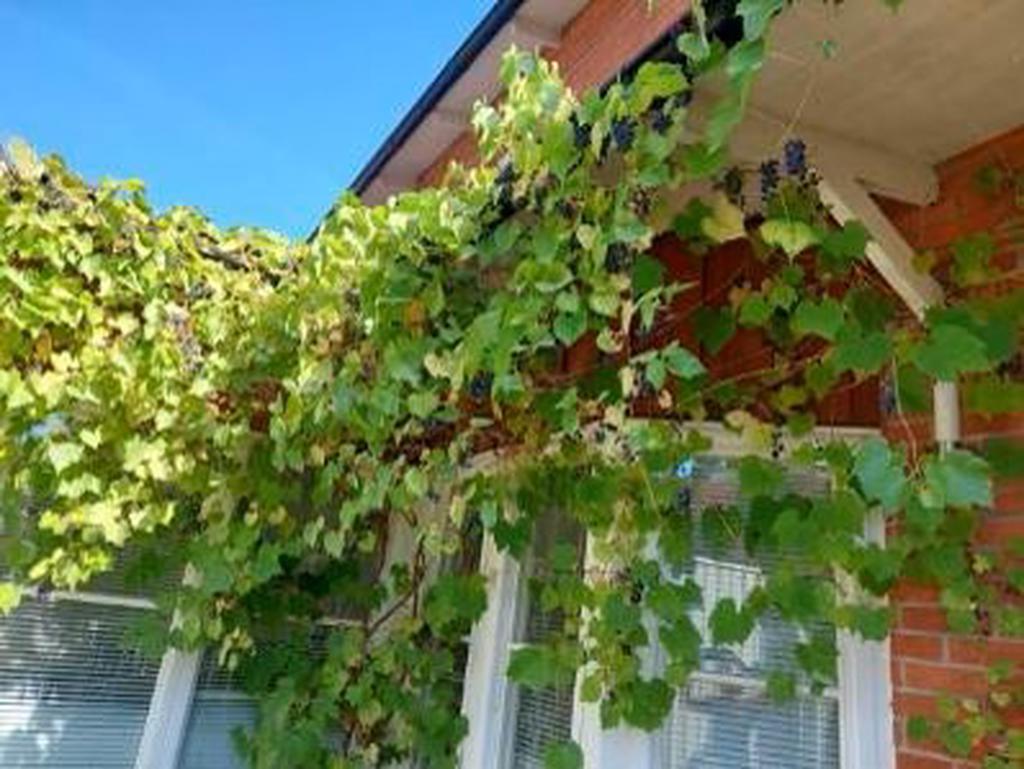 Säljarens bild