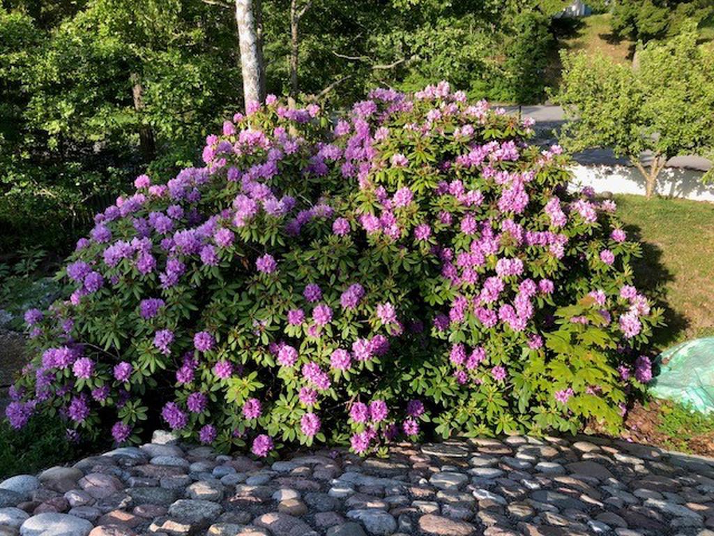 Säljarens privata bild 