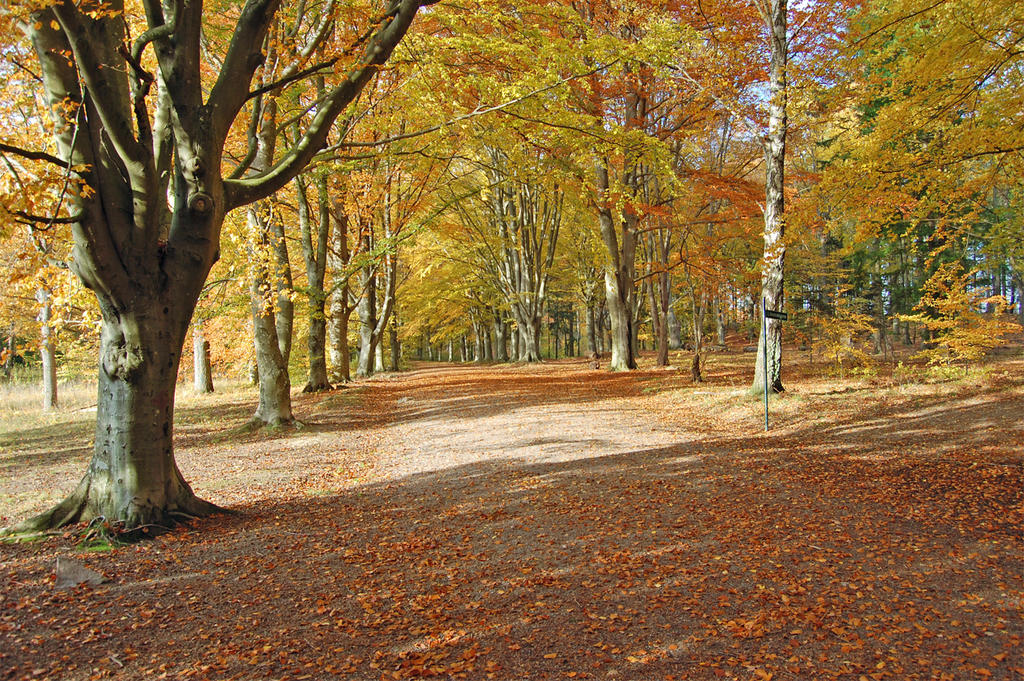 Bokskogen