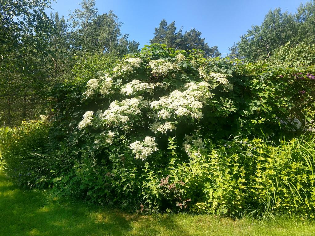 Säljarens bilder