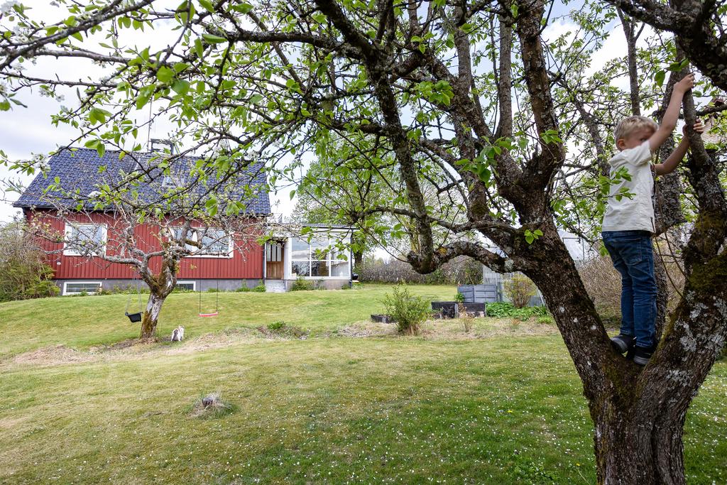 Grönskande trädgård med fruktträd – perfekt för lek, odling och avkoppling.