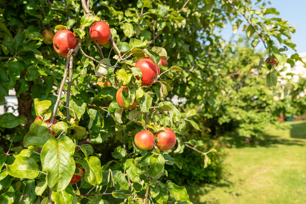 Äppelträd