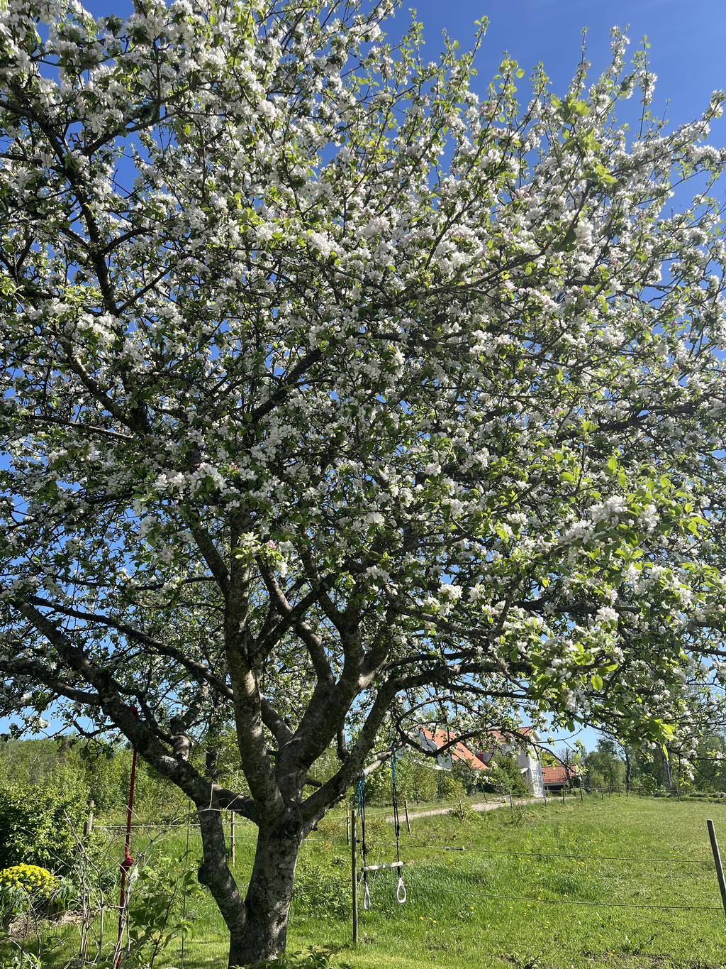 Säljarens egna bilder