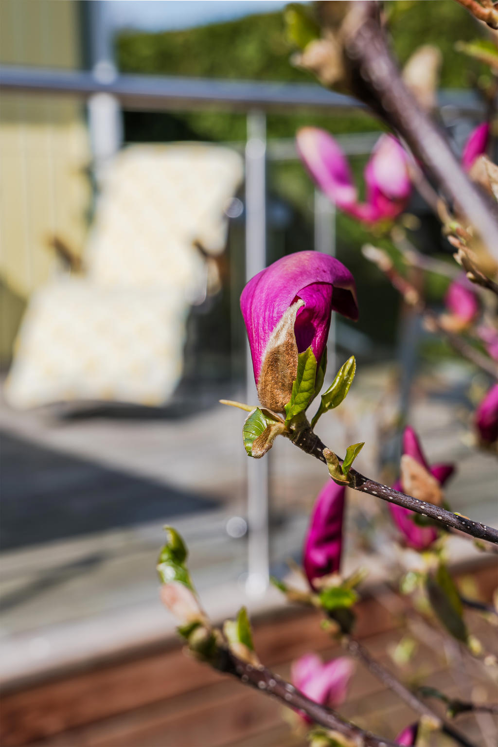 Altanen utanför uterummet har Magnoliabuske intill