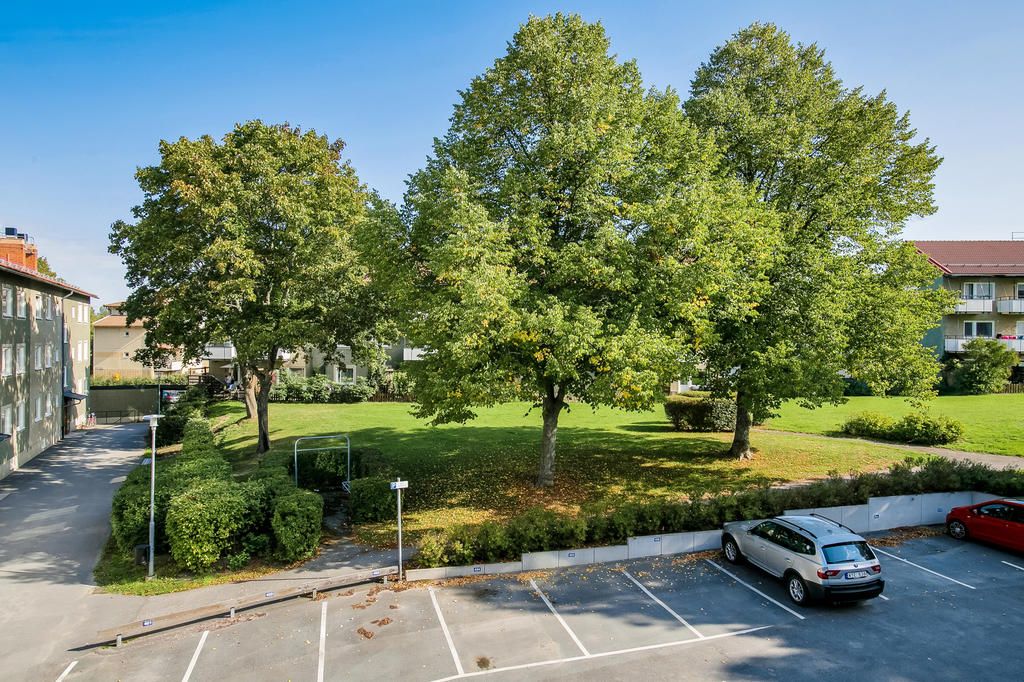 Föreningens fina grönskande innergård
