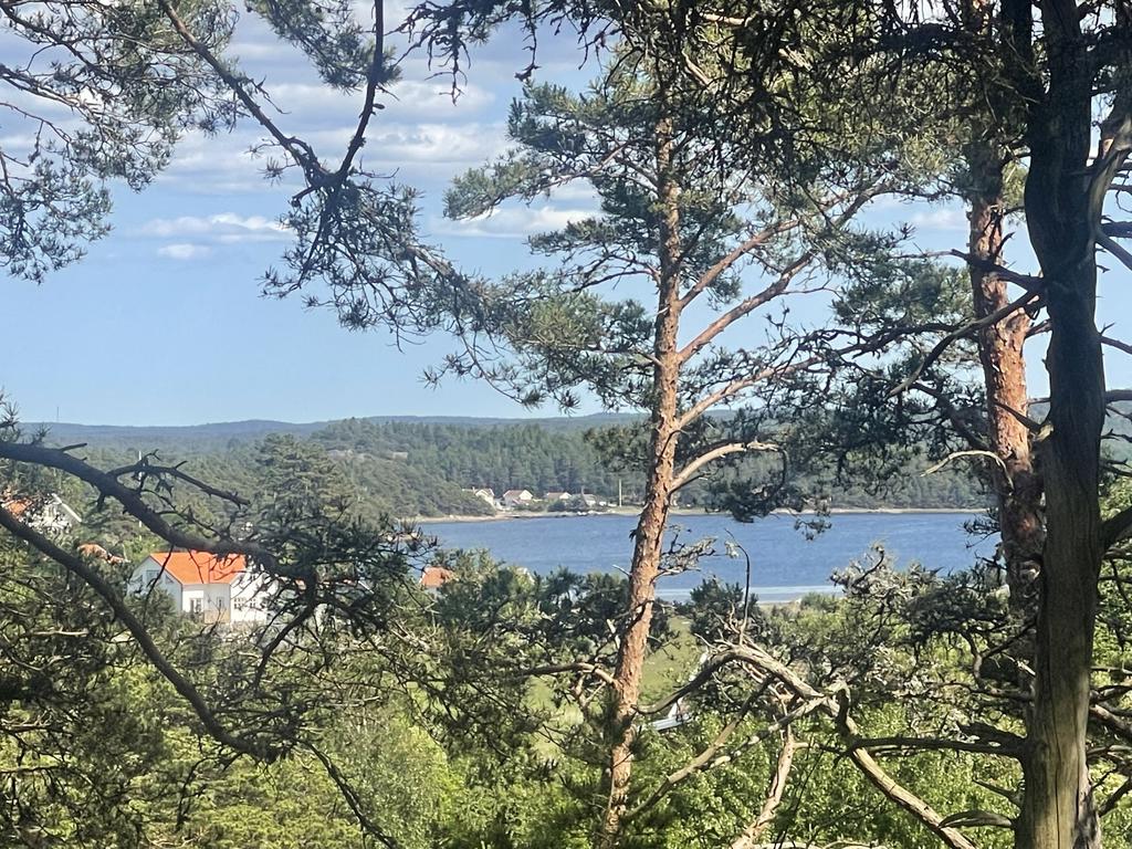 Vy på tomtområdet.