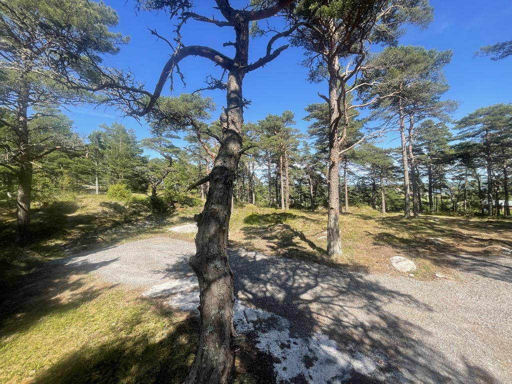 Tomtområdet.