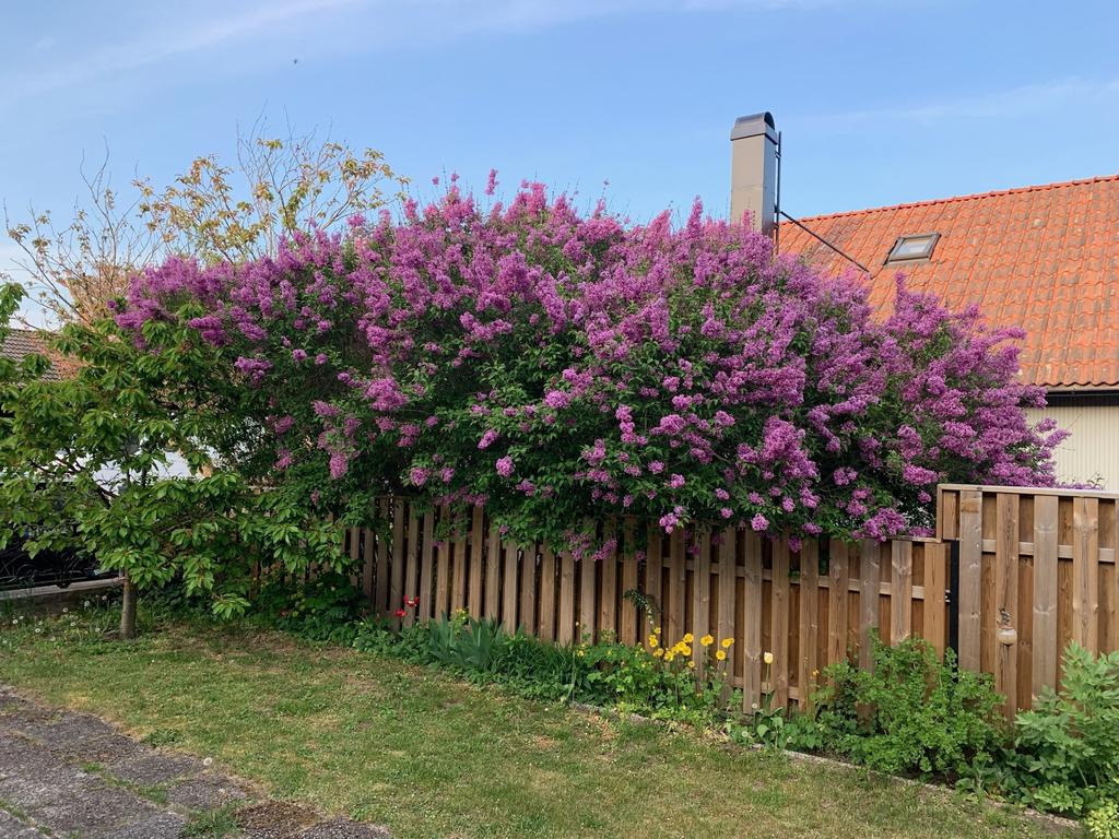 Trädgård säljarens bild