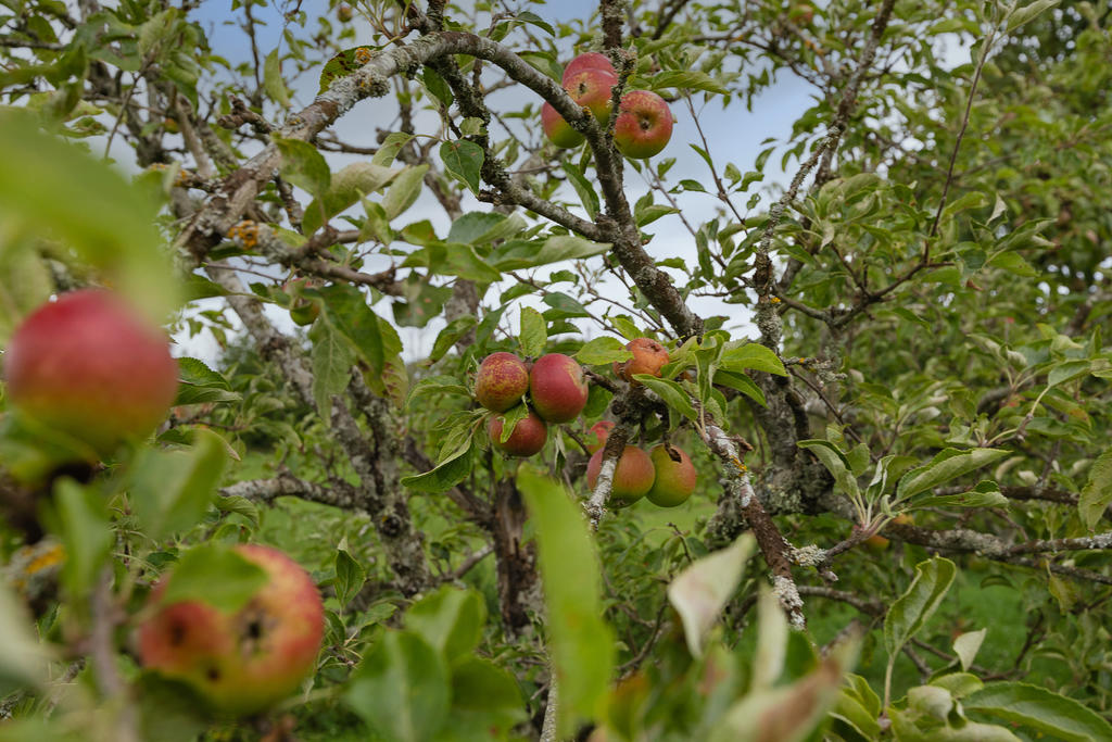 Fruktträd i trädgården