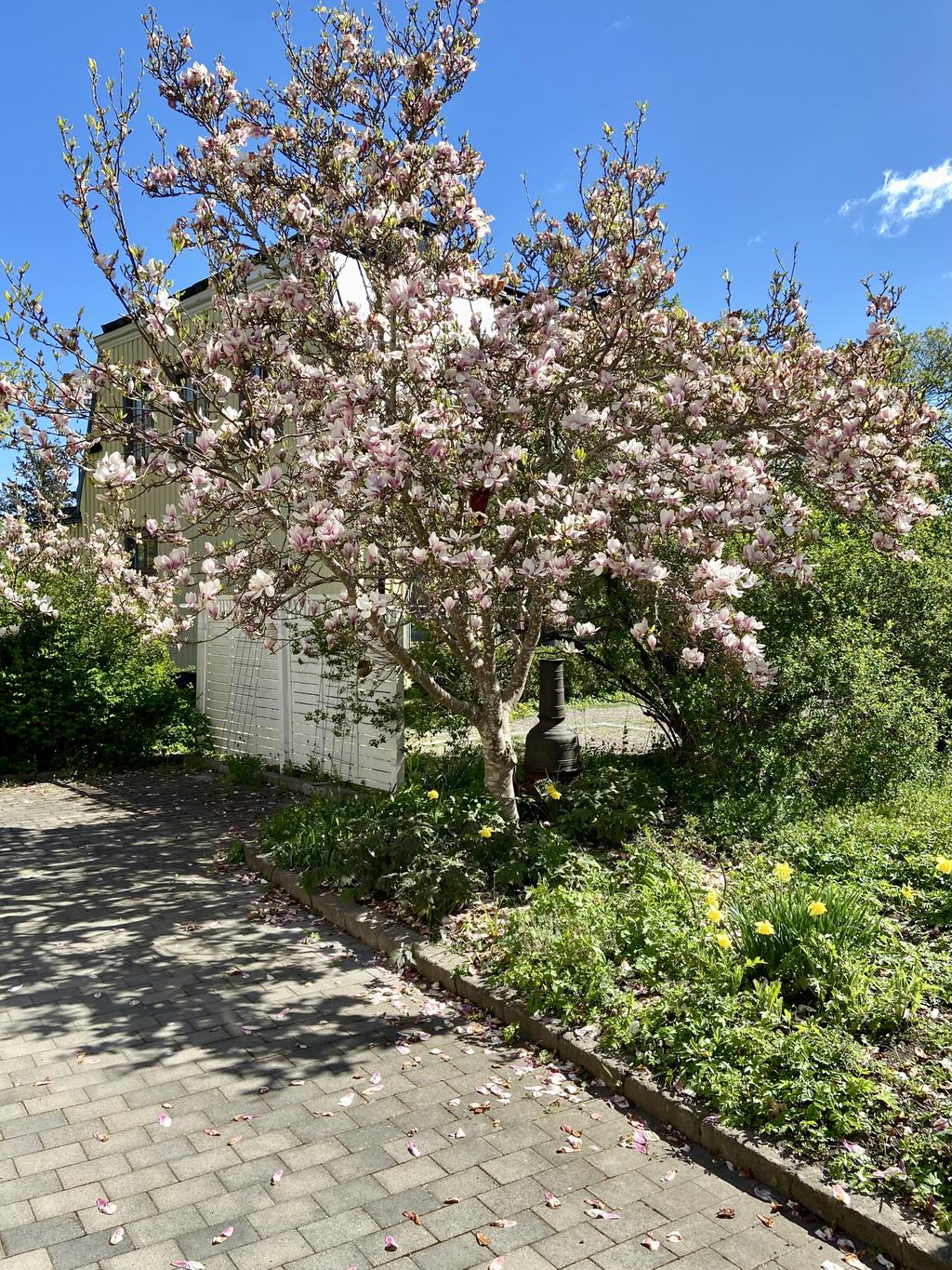 Magnolia i full blom