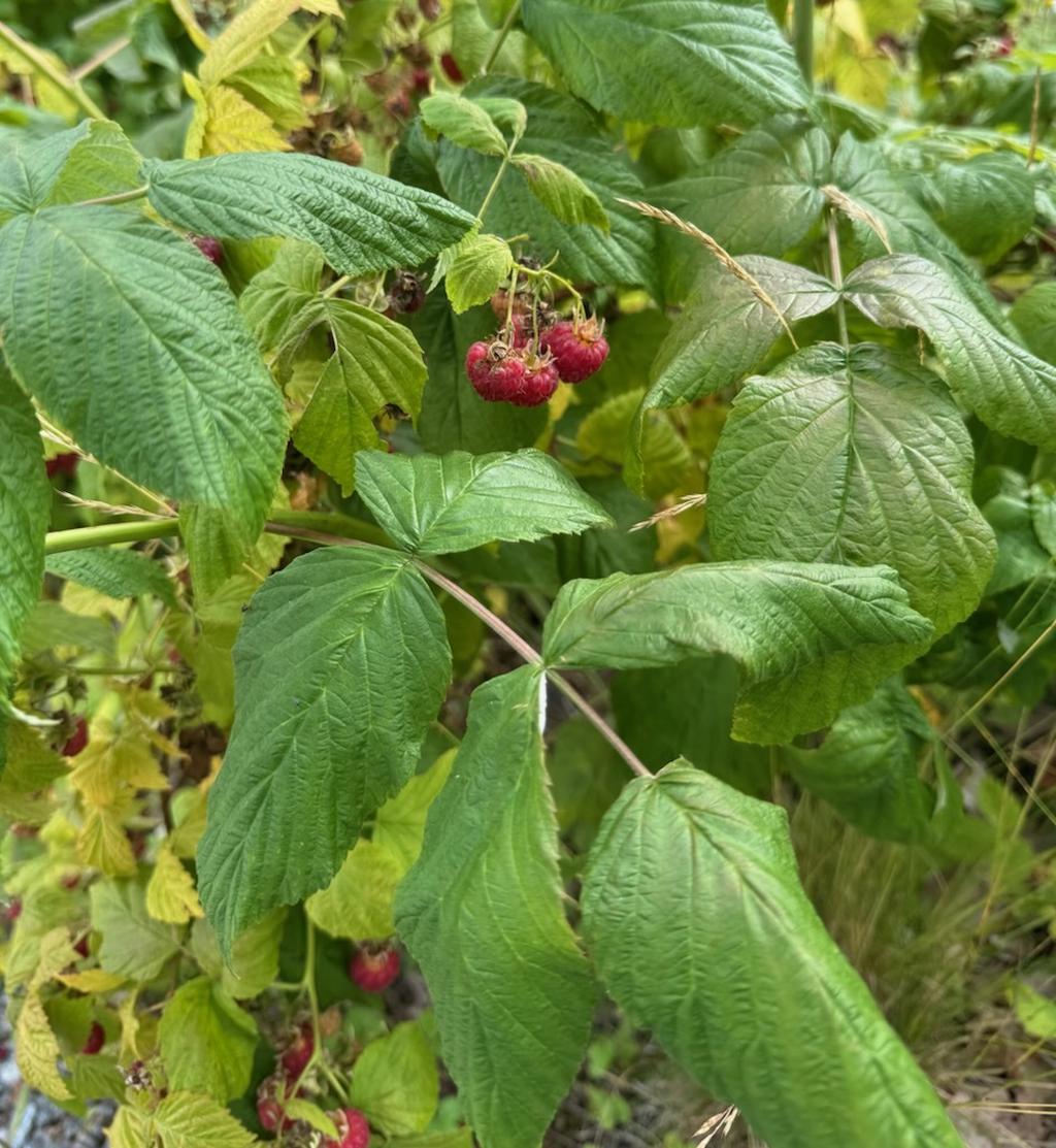 Säljarens bild från de egna hallonen i trädgården