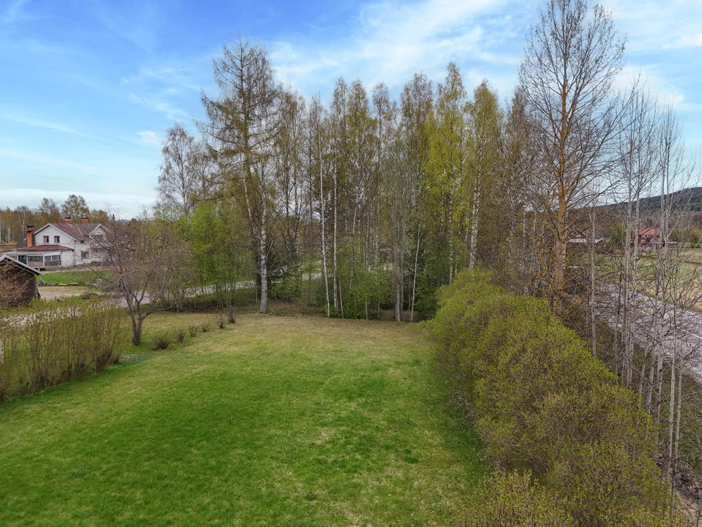 Trädgård. 