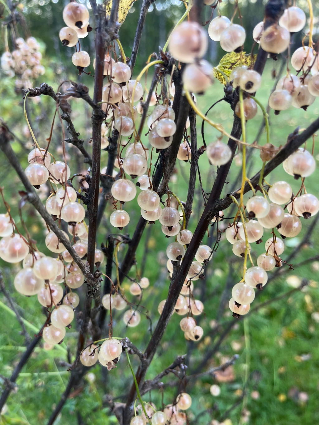 I trädgården finns vita vinbär. 
