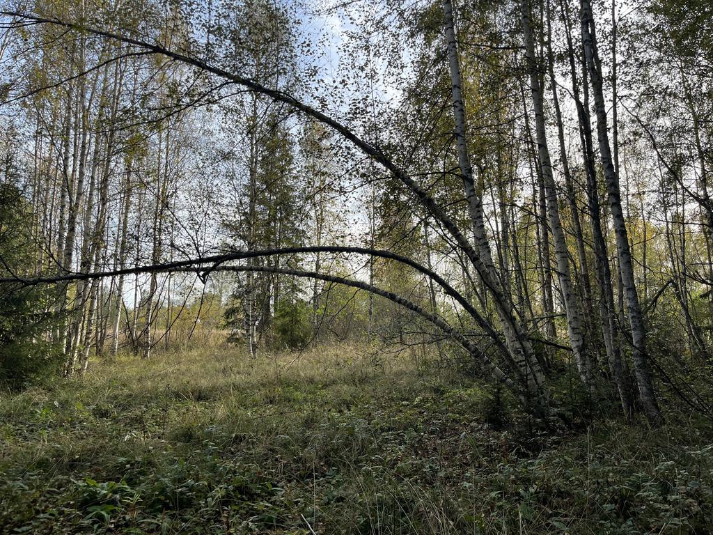 Marken på andra sidan riksvägen som tillhör fastigheten. 