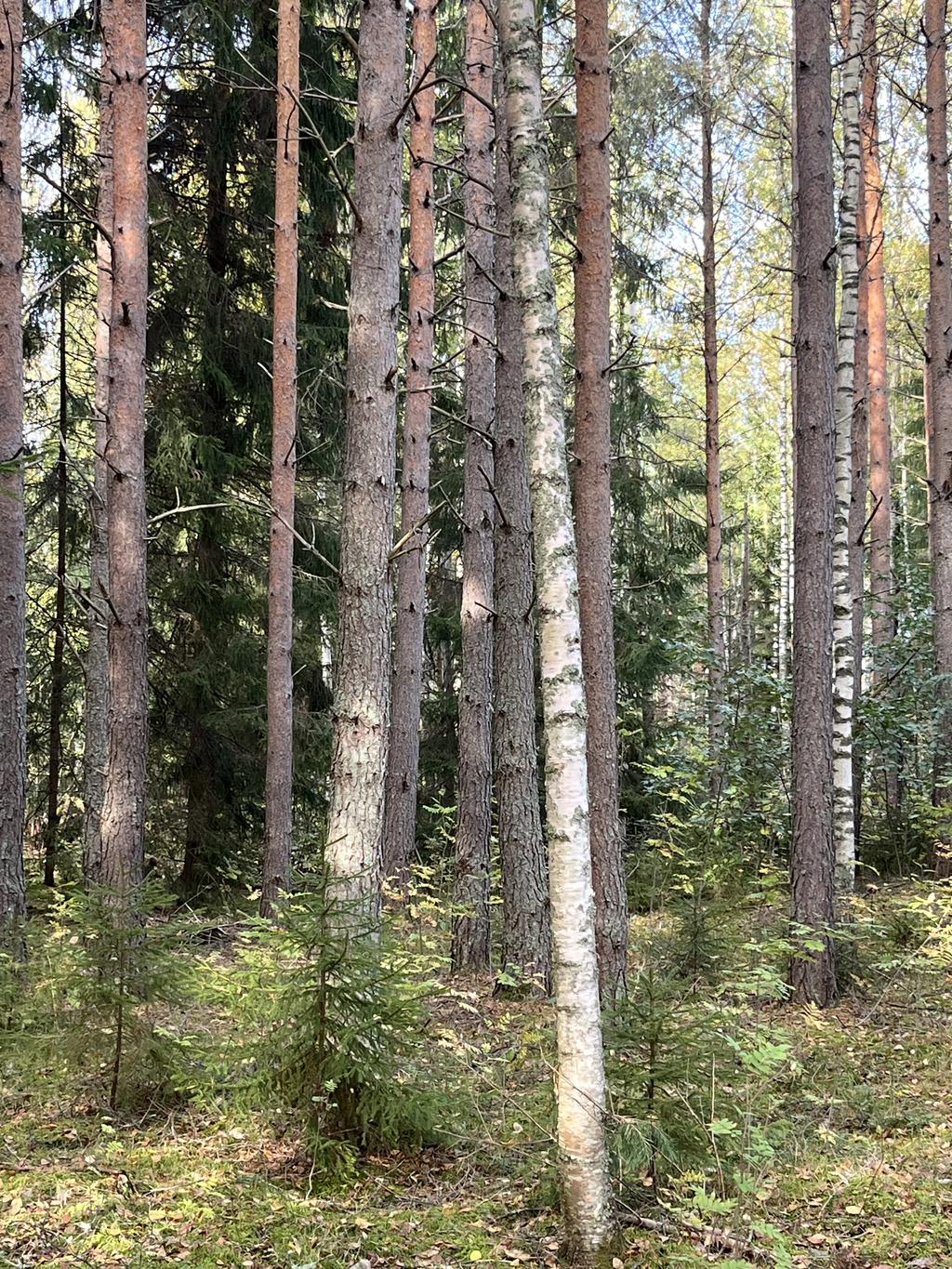 Del av marken på andra sidan riksvägen som till tillhör fastigheten. 