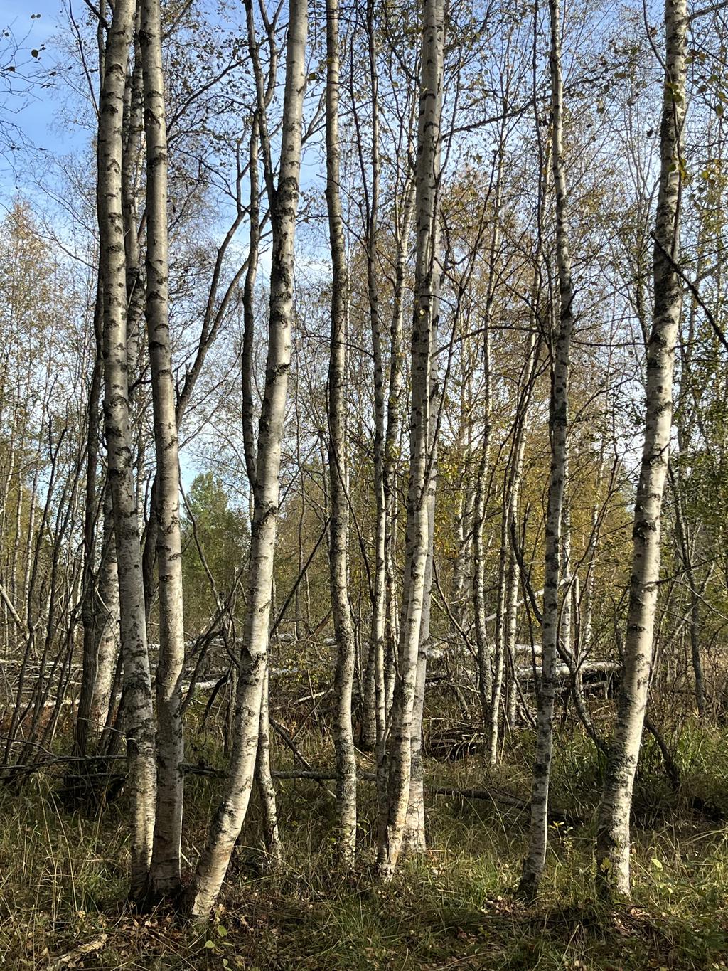 Del av marken på andra sidan riksvägen. 