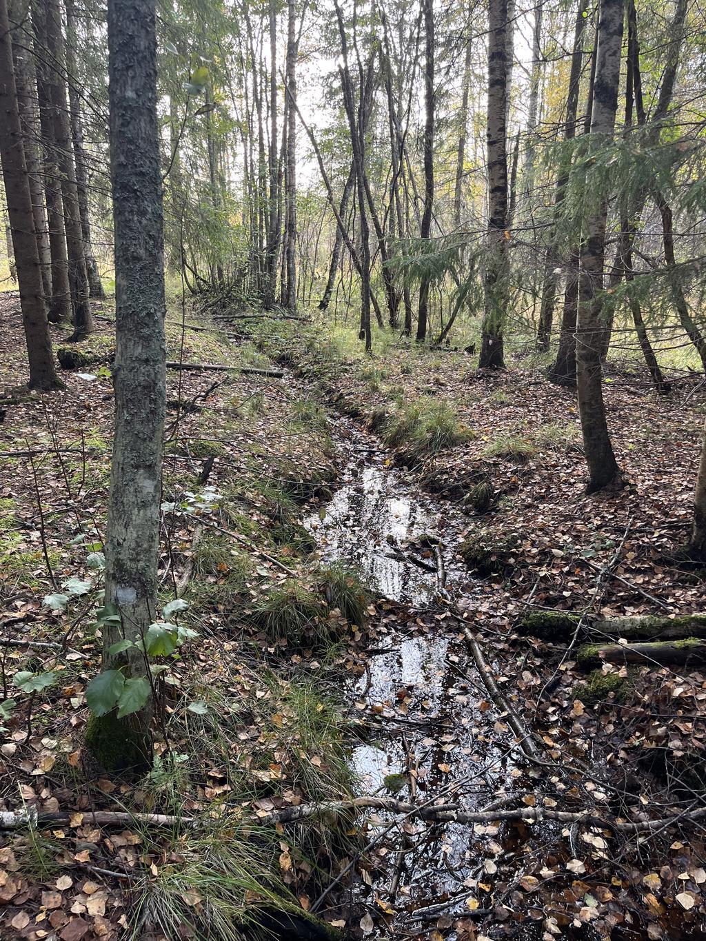 En av två bäckar som rinner på fastigheten. På den del av tomten som är belägen på andra sidan vägen. 