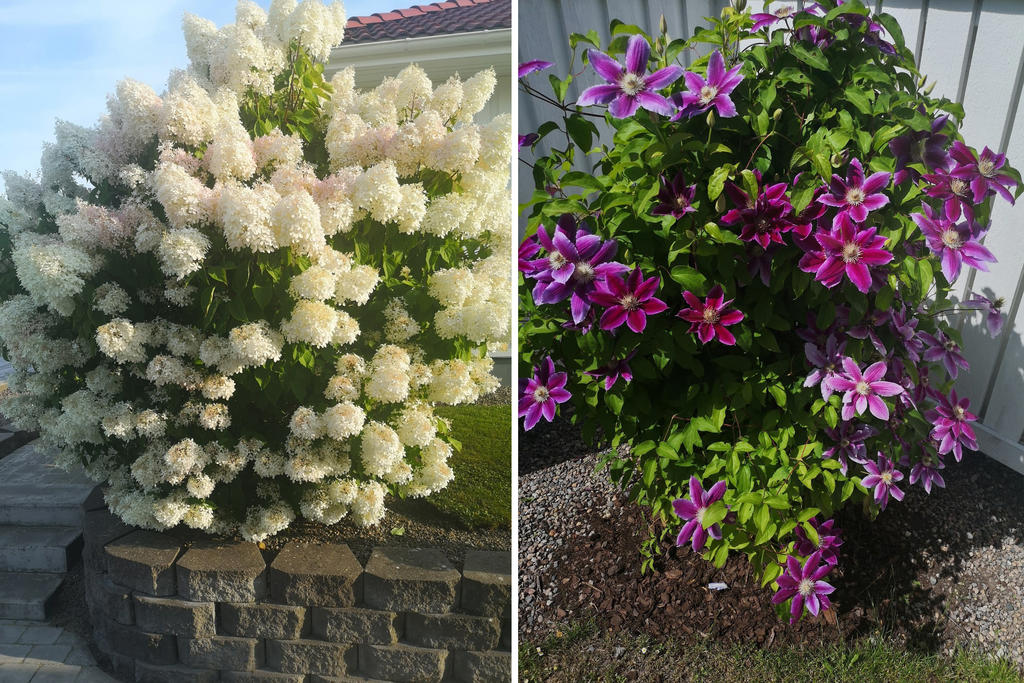 Säljarens sommarbild