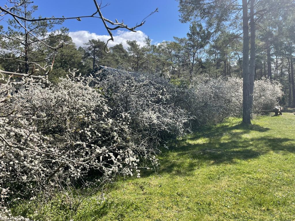 Vackert slånbärssnår i blom