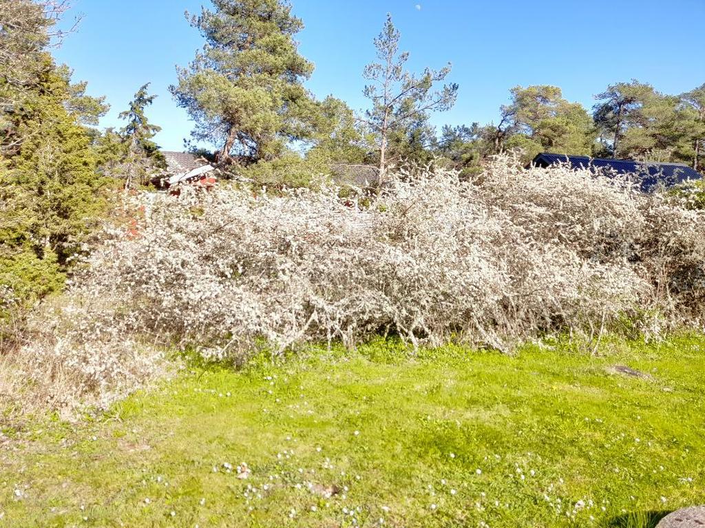 Vackert slånbärssnår i blom