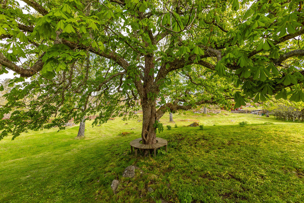 Den jättelika kastanjen! Fastighetens vårdträd.