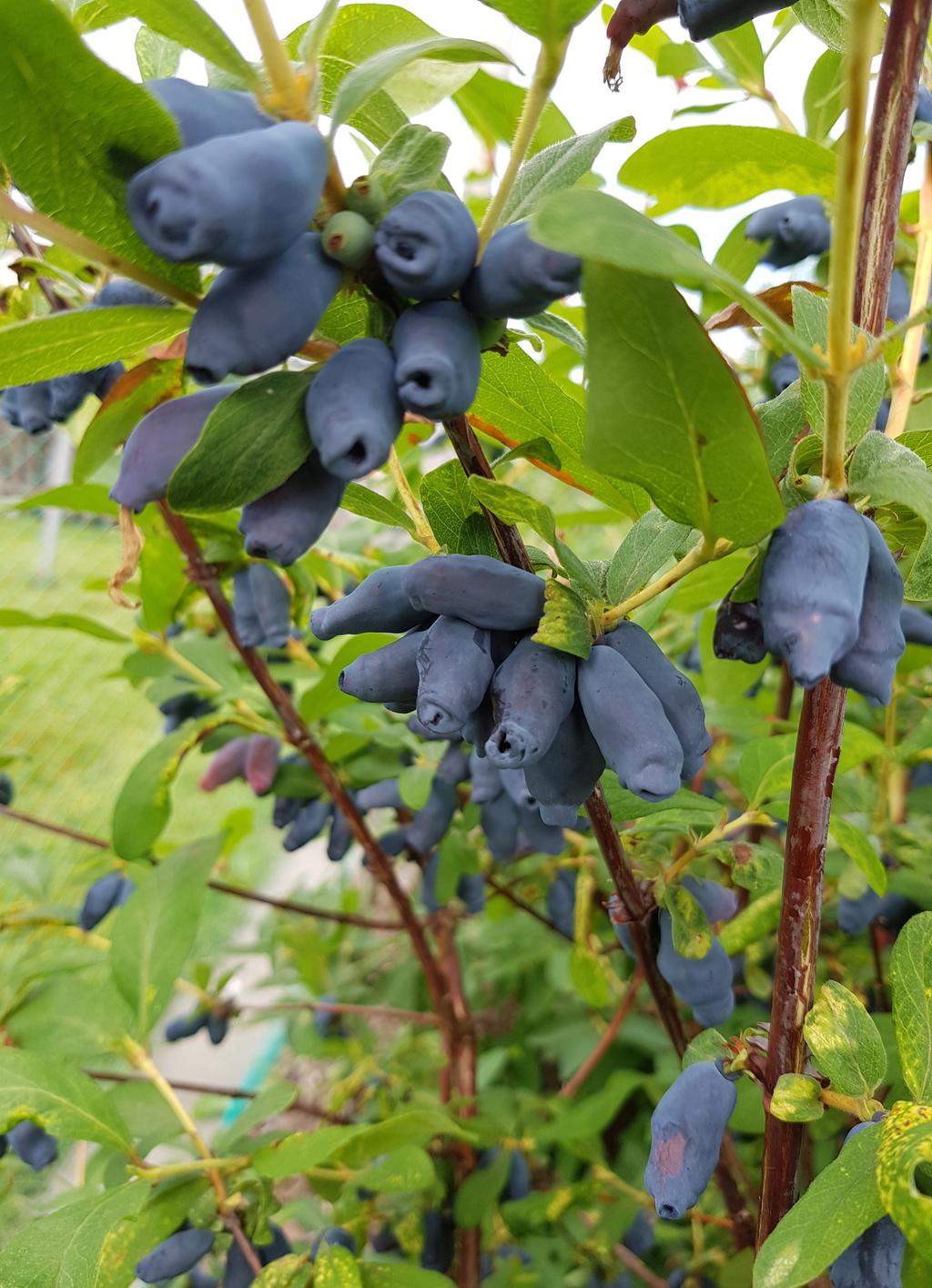 Säljarnas egna bild