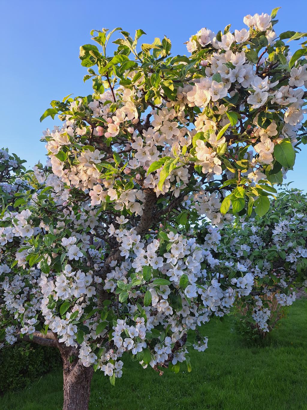 Säljarnas egna bild