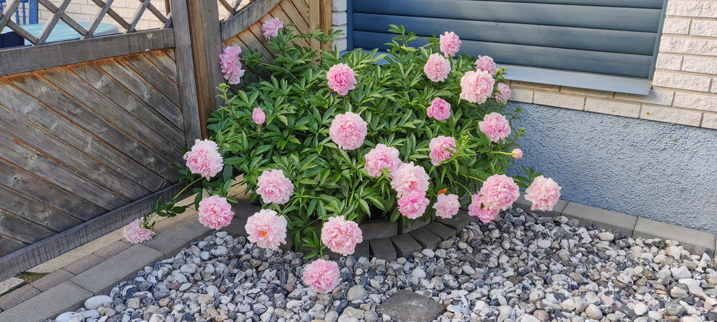 Säljarens sommarbild