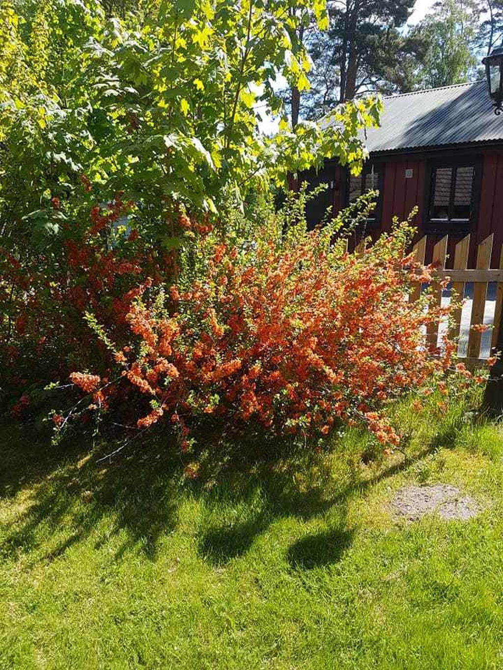 Säljarens sommarbild