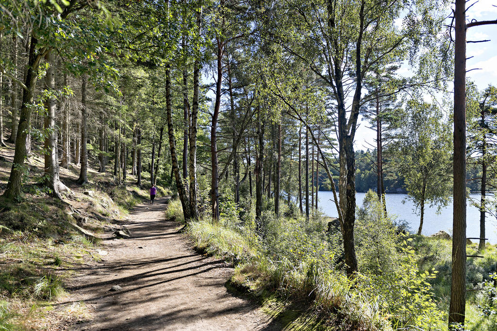 Fina skogsstigar vid Prästtjärn