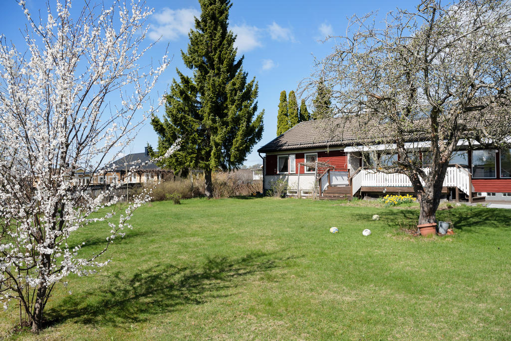 Trädgård 