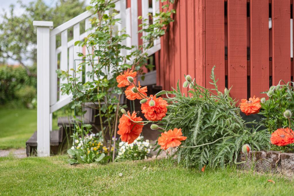 Underbara blommor överallt