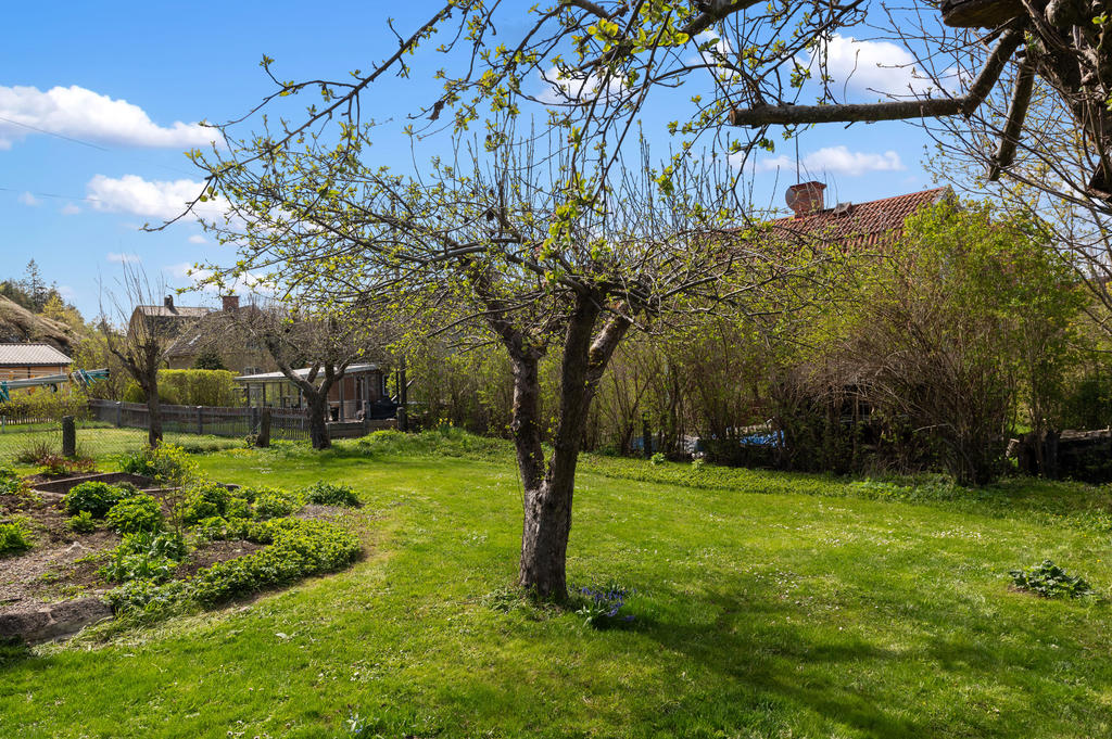 Fin trädgårdstomt med äppelträd