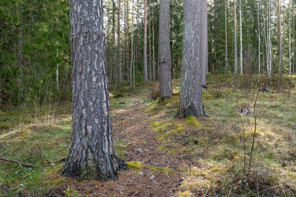 Skogen precis utanför