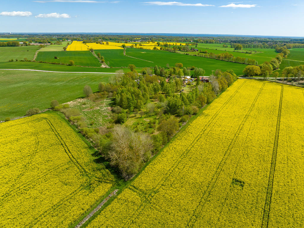 Omfamnad av de vackra rapsfälten