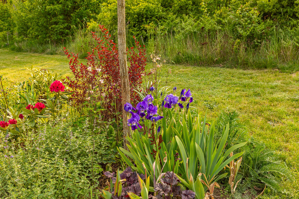 Vackra blomster