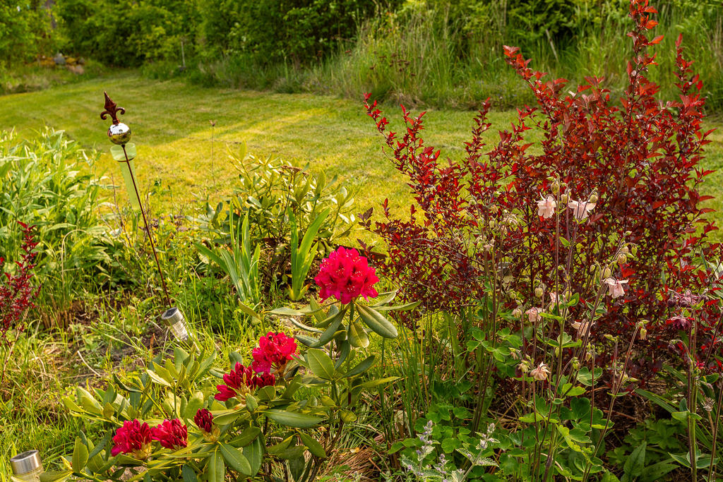 Vackra blomster