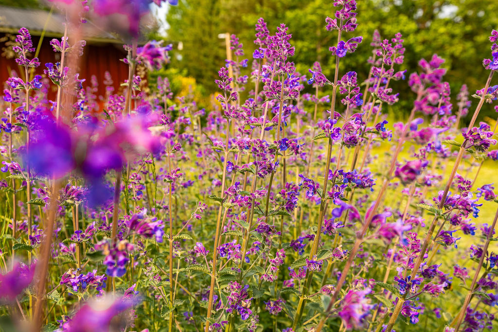 Vackra blomster
