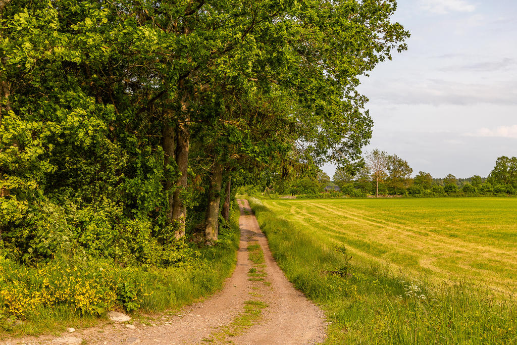 Vägen som leder hem