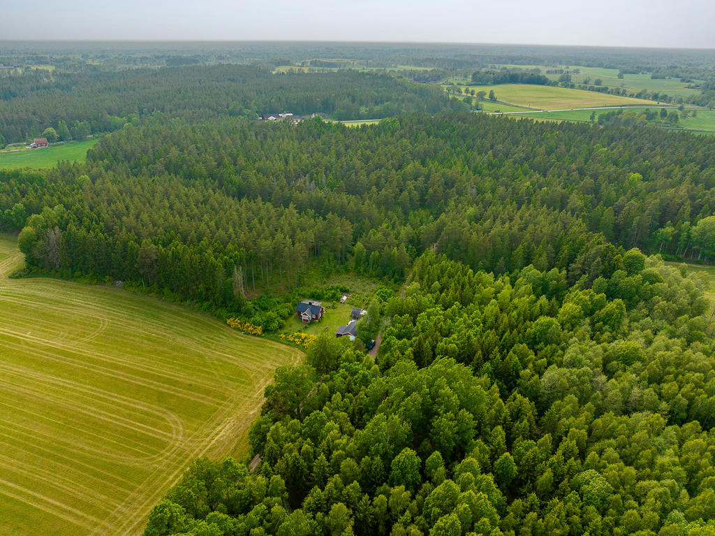 Omfamnad av skog