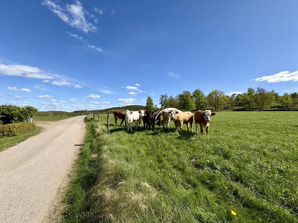 Några av de boende i grannkvarteren!