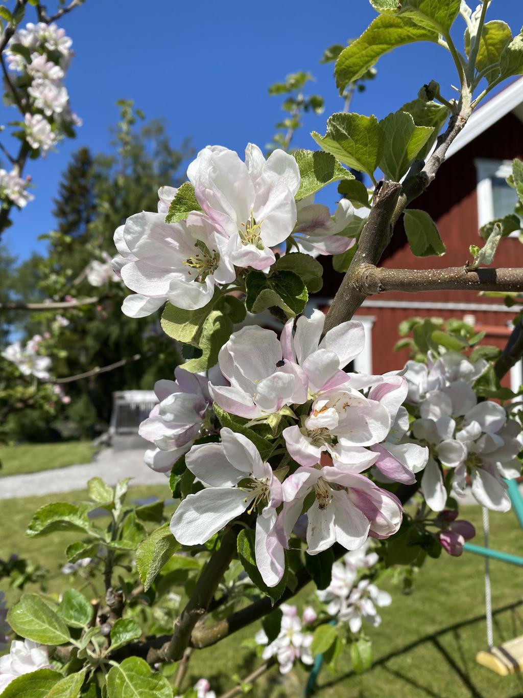 Säljarens egna bilder.