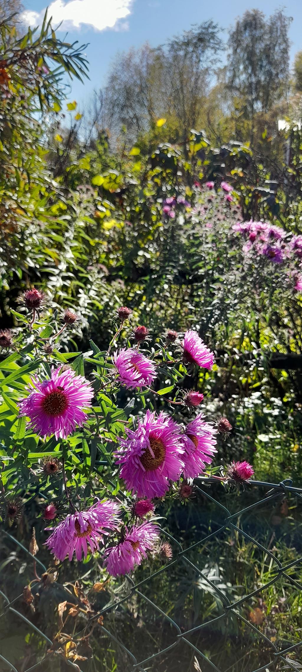Sommarbild