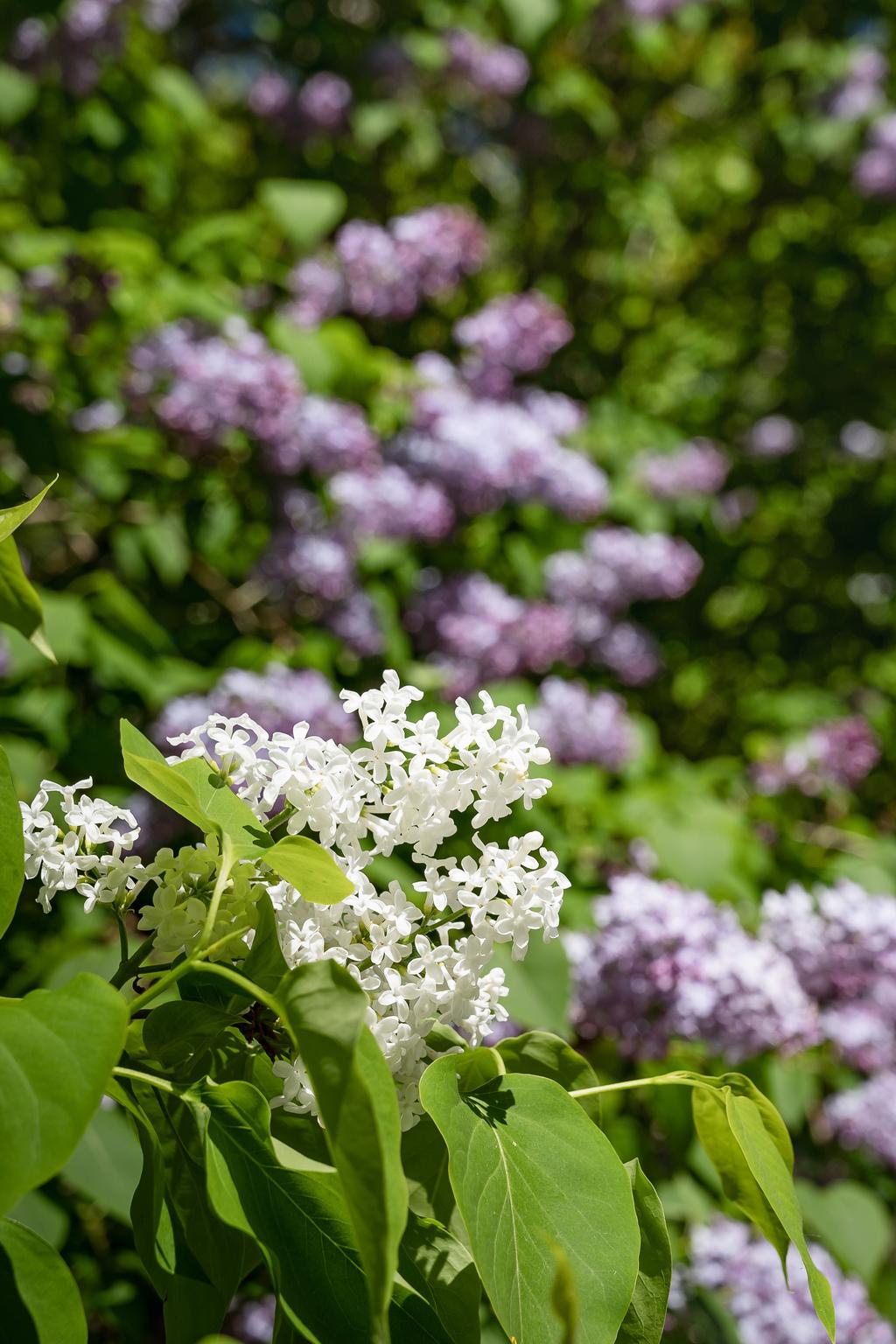 Detalj - blommor